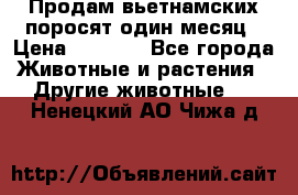 Продам вьетнамских поросят,один месяц › Цена ­ 3 000 - Все города Животные и растения » Другие животные   . Ненецкий АО,Чижа д.